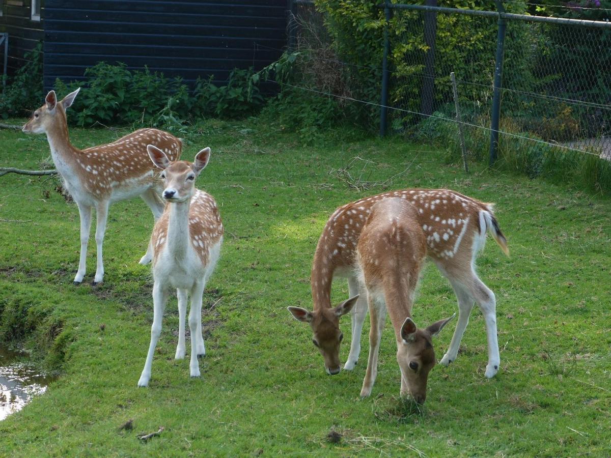 Vakantiehuisjes Landgoed Sonneborghe Kollumerzwaag Exteriör bild